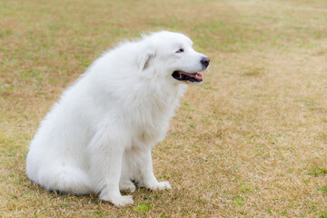 グレートピレニーズ　大型犬　白犬