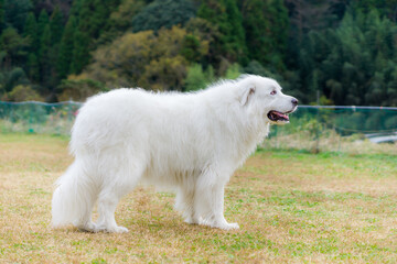 グレートピレニーズ　大型犬　白犬