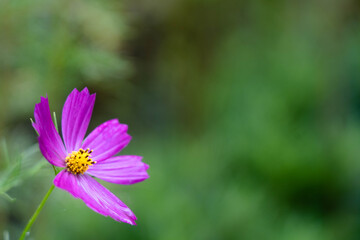 Fototapeta premium 秋桜