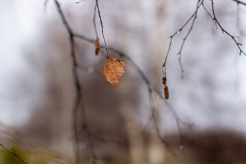 One, last autumn leaf on a tree branch in the park.