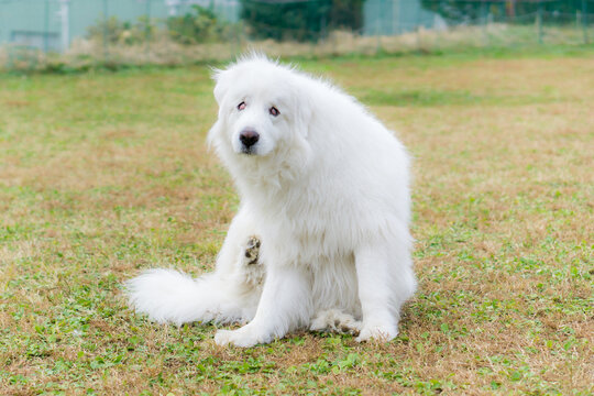 46 Best イヌイット族 Images Stock Photos Vectors Adobe Stock