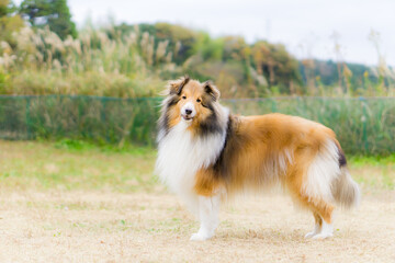 ラフコリー シェルティー シェットランドシープドッグ 犬 牧羊犬