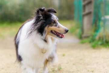 ラフコリー シェルティー シェットランドシープドッグ 犬 牧羊犬