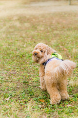 トイプードル 小型犬 トイプー