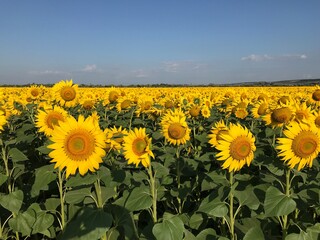 field of sunflowers
