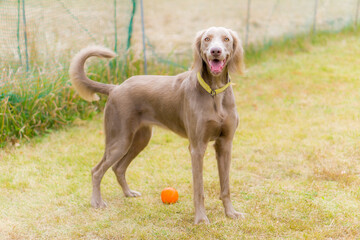 ワイマラナー ロング 犬　大型犬