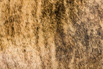 Fur texture