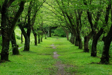 新緑の桜並木