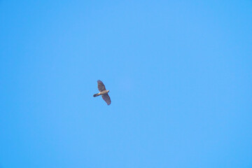 eurasian sparrow hawk in the blue sky