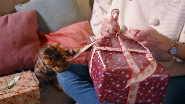 Close-up of young woman tying ribbon preparing holiday presents for christmas holidays. Lovely funny bengal cat playing around. Family with pets. Xmas preparation.