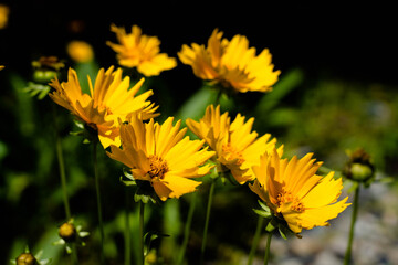 黄色い花