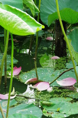 散ったハスの花びら