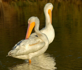 Pelicans bathing and preening at sunset