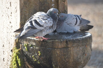 roma