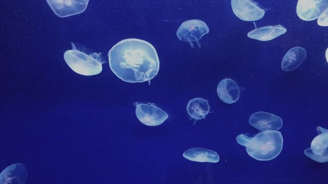 moon jellyfish in blue water at the aquarium