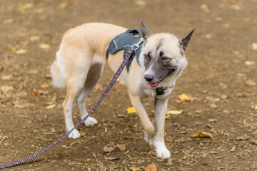 雑種犬　犬　