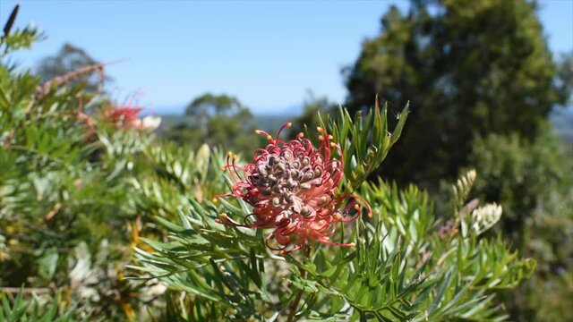 Front view of a red Grevillea with tiny stingless bees come to feed
