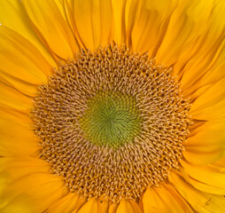 Naklejka premium Closeup of a sunflower from above. Light green center in flower, then orange and yellow.