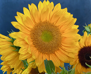 Closeup of a sunflower set against a cobalt blue background.
