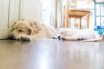 ゴールデンレトリバー 犬　大型犬 子犬