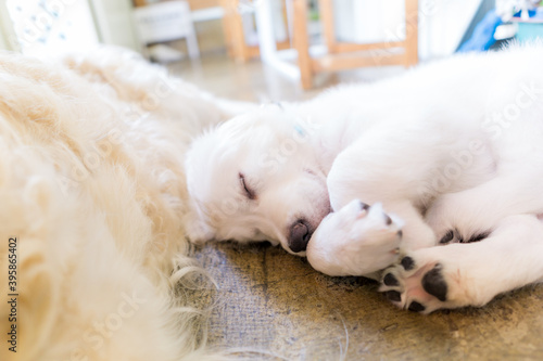 ゴールデンレトリバー 犬 大型犬 子犬 Wall Mural Wallpaper Murals 直哉 竹並 ゴールデンレトリバー 犬 大型犬 子犬 Wall Mural Wallpaper Murals 直哉 竹並
