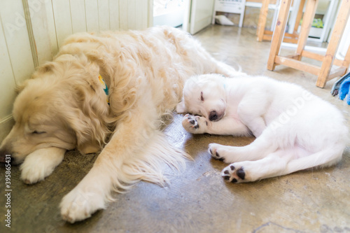 ゴールデンレトリバー 犬 大型犬 子犬 Wall Mural Wallpaper Murals Tadogami ゴールデンレトリバー 犬 大型犬 子犬 Wall Mural Wallpaper Murals Tadogami