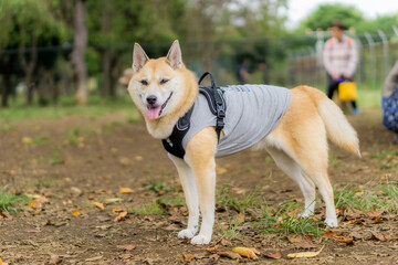 雑種犬　犬　