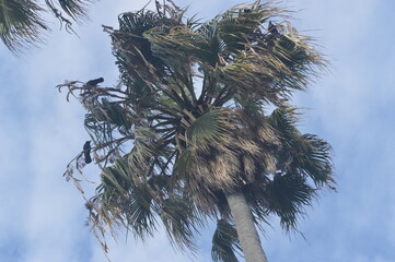 Crows in Palm Tree