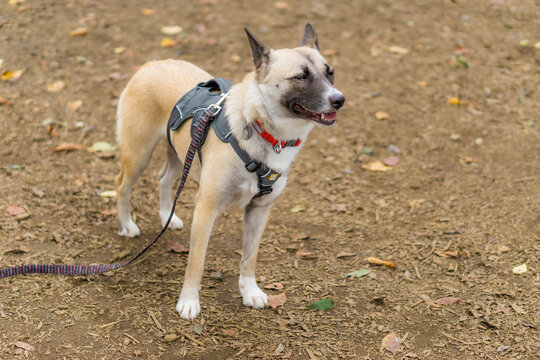 153 Best 雑種犬 Images Stock Photos Vectors Adobe Stock 153 Best 雑種犬 Images Stock Photos Vectors Adobe Stock