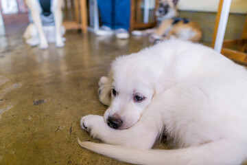 ゴールデンレトリバー 犬　大型犬 子犬
