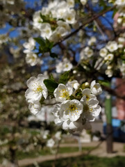 tree blossom