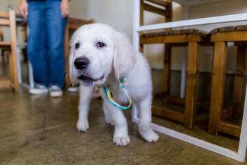 ゴールデンレトリバー 犬　大型犬 子犬