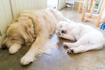 グレートピレニーズ 超大型犬 犬 白い犬 ピレネー Wall Mural 直哉 竹並