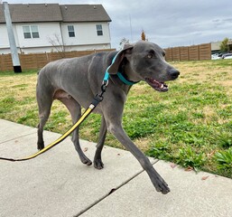 weimaraner on a walk