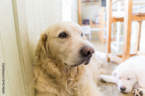 ゴールデンレトリバー 犬 大型犬 子犬 Wall Mural Wallpaper Murals 直哉 竹並