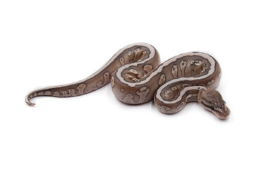 Obraz premium Hatchling ball python Python regius