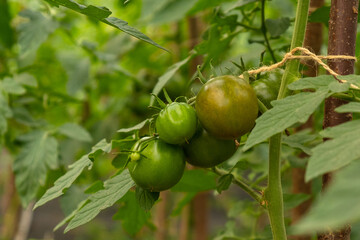 branch with green unripe tomatoes in a greenhouse close-up