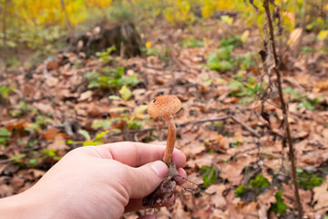 small edible forest mushrooms, honey mushrooms in hand.
