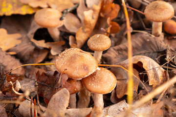 honey mushrooms in yellow leafs close-up, family of small young mushrooms in autumn forest