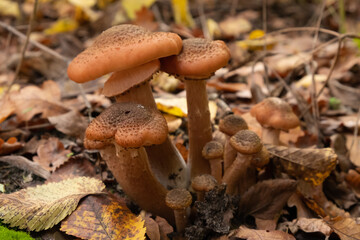 family of small mushrooms in autumn forest close-up