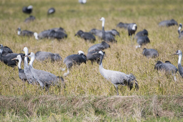 One common crane in flock of hooded cranes