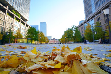 東京駅丸の内オフィスビル紅葉