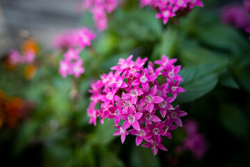 Fototapeta premium 秋の植物