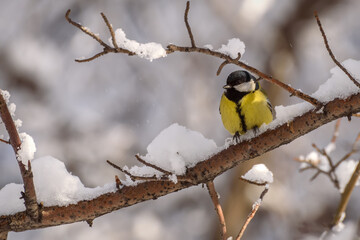 titmouse snow branch tree winter