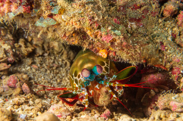 Fototapeta na wymiar Vibrant peacock mantis shrimp (Odontodactylus scyllarus), harlequin mantis shrimp, or rainbow mantis shrimp near Anilao, Batangas, Philippines. Underwater photography and sealife.