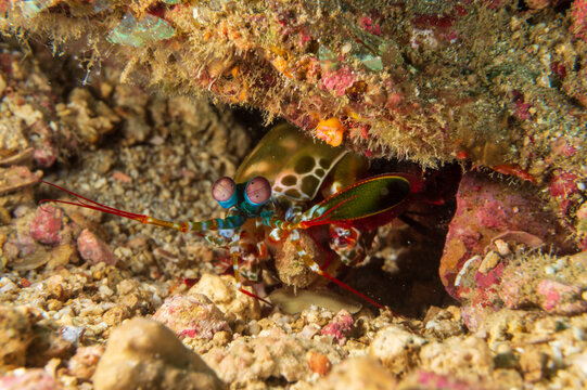 Vibrant peacock mantis shrimp (Odontodactylus scyllarus),  harlequin mantis shrimp, or rainbow mantis shrimp near Anilao, Batangas, Philippines.  Underwater photography and sealife.