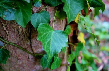 ツタ　木に絡まる　森　風景　秋