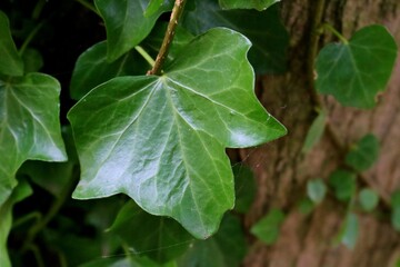 ツタ　木に絡まる　森　風景　秋