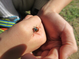 ladybug too