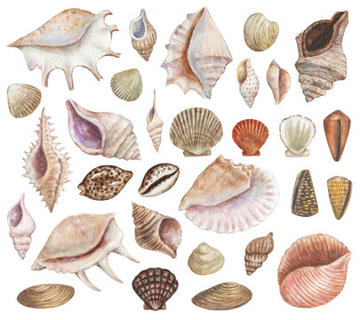 Big set of watercolor painted sea shells. Seafood and sea life design decoration elements for menu, travel, education 
